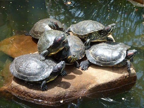 A group of turtles