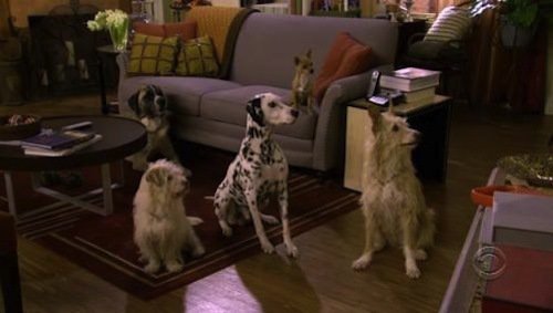 Robin's dogs on How I Met Your Mother