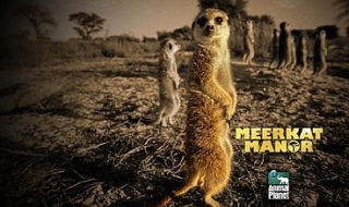 Meerkat Manor