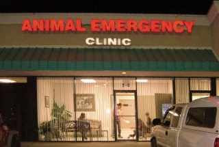 Animal Emergency