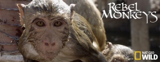 Rebel Monkeys