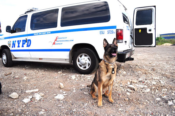 Blue-Collar Dogs