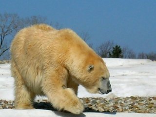 Blonde vs. Bear