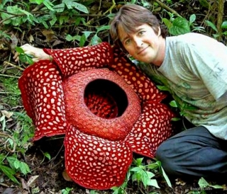 Amazing Plants