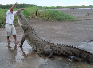 Amazon River Crocs
