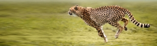 Cheetah: Price of Speed