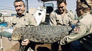 Croc Invasion