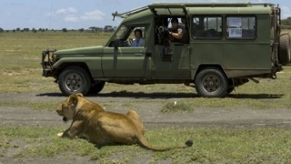 Cat Wars: Lion vs. Cheetah: Revealed