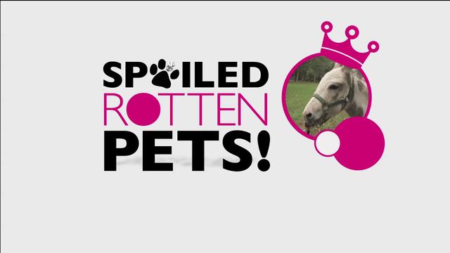 Spoiled Rotten Pets