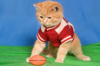 Kitten Bowl