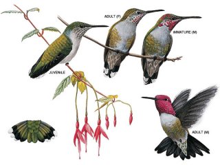 Hummingbirds