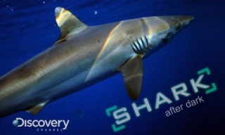 Shark After Dark