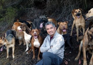 Cesar Millan: Doggie Nightmares
