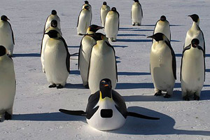 Penguins: Waddle All the Way