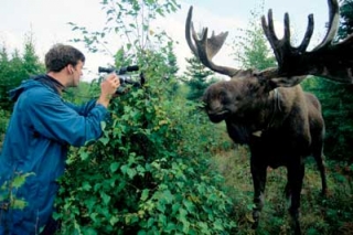 Alaska Moose Men