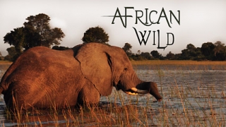 African Wild