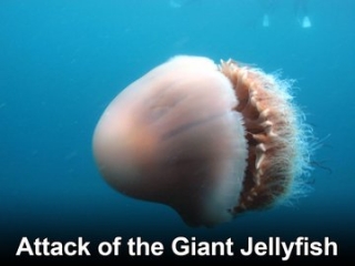 Attack of the Giant Jellyfish