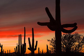 Wild Mexico
