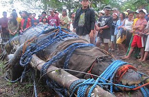 Monster Croc: Search for a Killer
