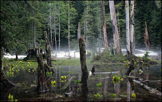 American Swamp Monsters