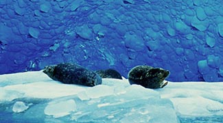 Alaska's Glacier Bay