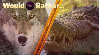 Would You Rather...