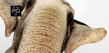 Everything You Didn't Know About Animals