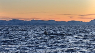 Atlantic: The Wildest Ocean on Earth