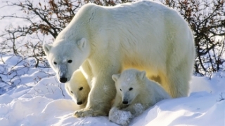 Animal Super Parents