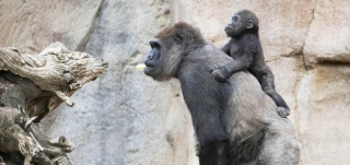 Animal Mums