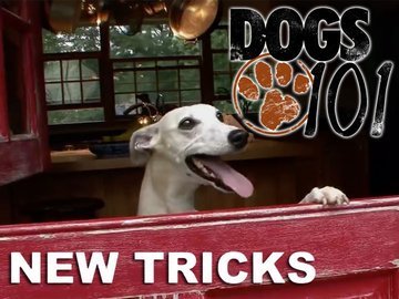 Dogs 101: New Tricks