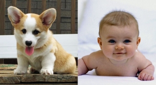 Puppies vs. Babies