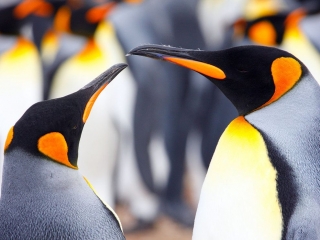 Penguin Island (US)