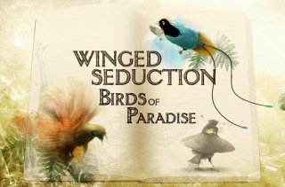 Winged Seduction