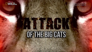 Attack of the Big Cats