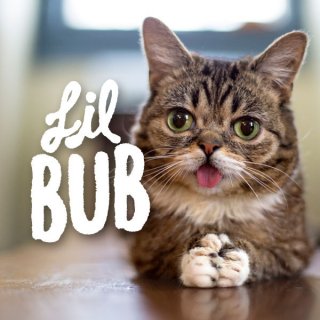 Lil BUB's Special Special