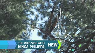 The Wild Side with Kinga Philipps