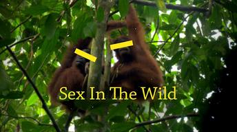 Sex in the Wild